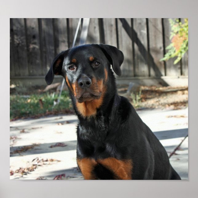 Bonito Rottweiler Heidi Poster (Frente)