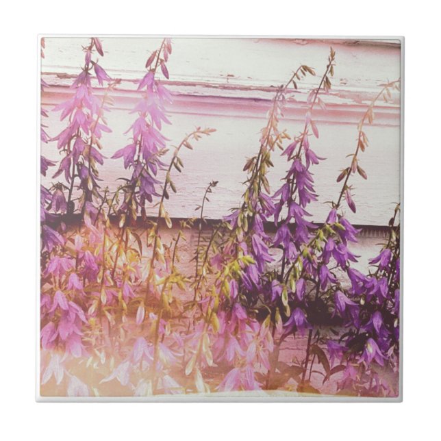 Bonito Roxo (Frente)