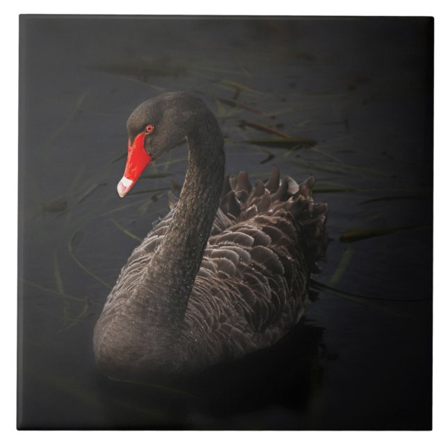 Bonito Swan Negro com Bright Beak Vermelho (Frente)