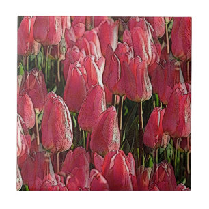 Bonito Tulipas Rosa