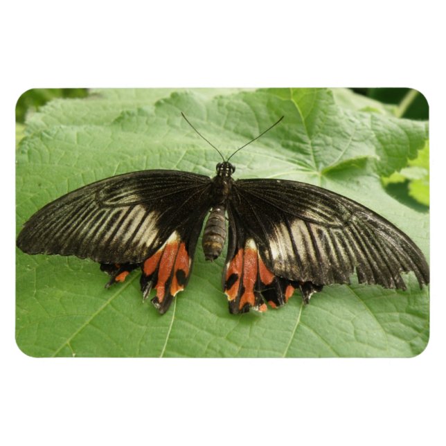 Bonito Vermelho Negro e Dourado ímã Flexi (Horizontal)