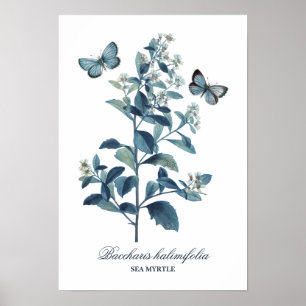 Bonito Vintage Blue Botanical Floral Impressão