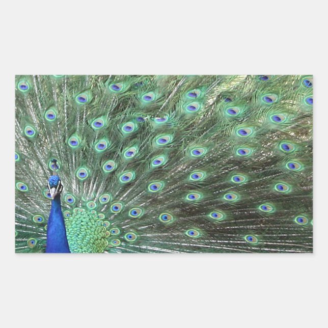 Bonitos adesivos Peacock (Frente)