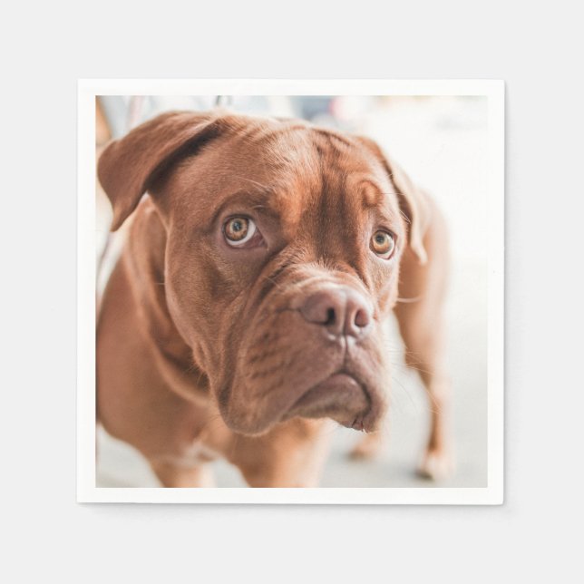 Bonitos e Engraçados guardanapos de papel para cãe (Frente)