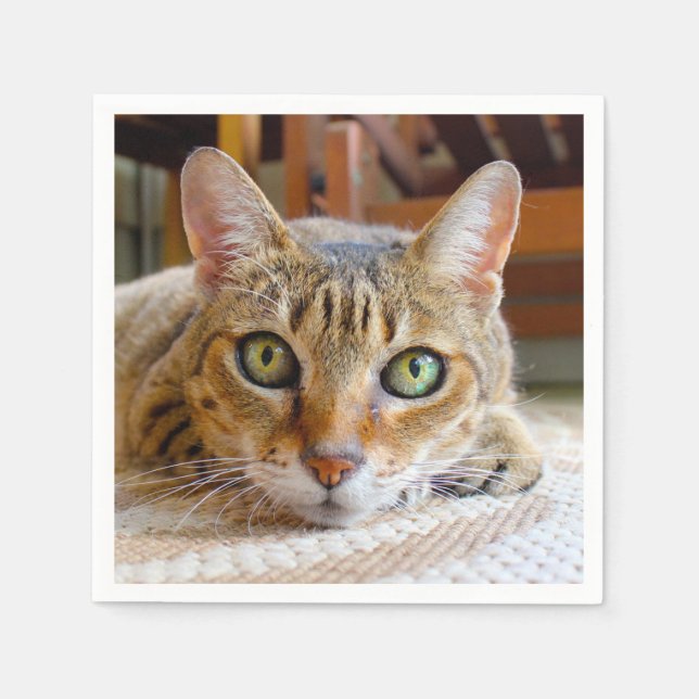 Bonitos guardanapos de papel para gatos (Frente)