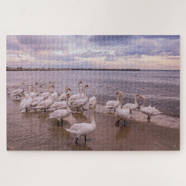 Bonitos Swans na Quebra-cabeça da Manhã (Horizontal)