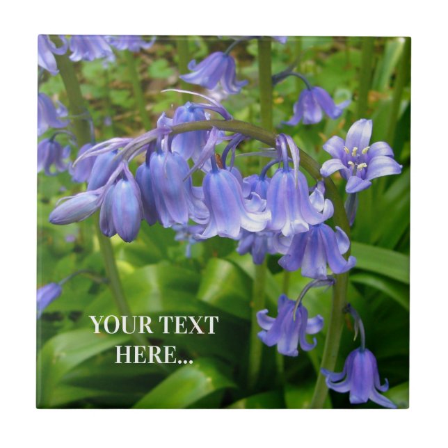 Bonnie Bluebell (Frente)