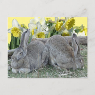 Bons Bunnies Daffodils Cust. Cartão postal DIY