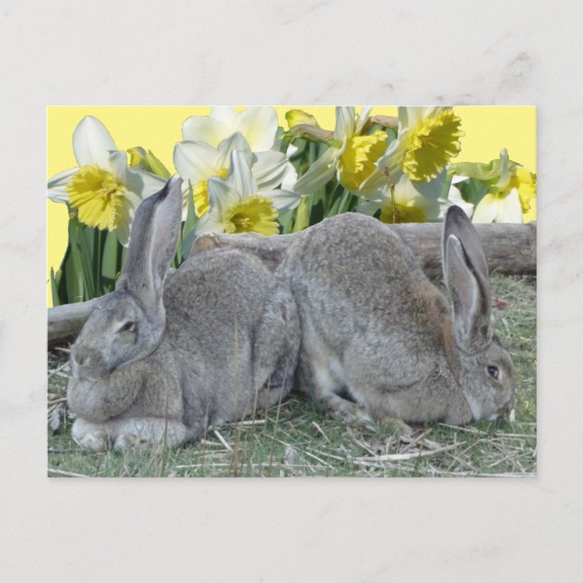 Bons Bunnies Daffodils Cust. Cartão postal DIY (Frente)