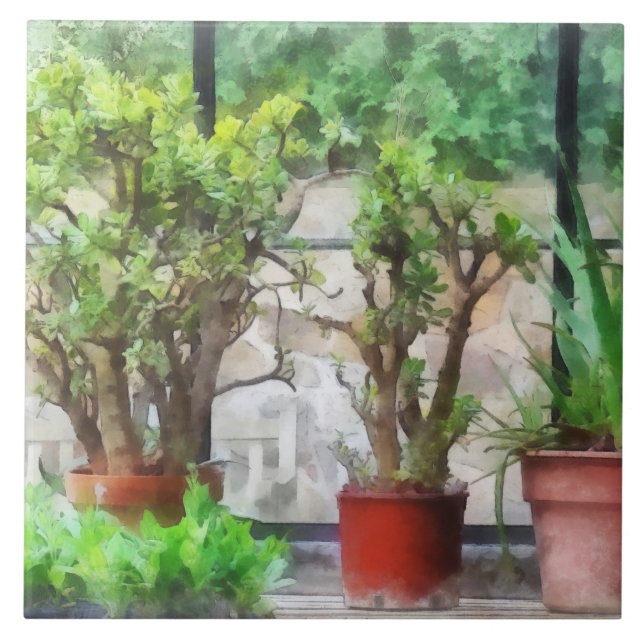 Bonsai em Estufa (Frente)