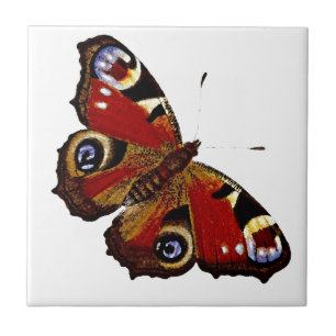 Borboleta