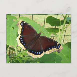 Borboleta 56 ~ cartão postal