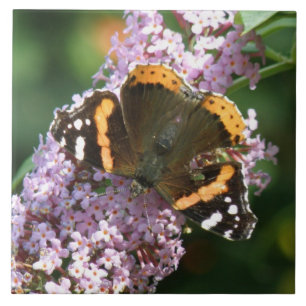 Borboleta Admirável Vermelha e Azulejo Buddleia