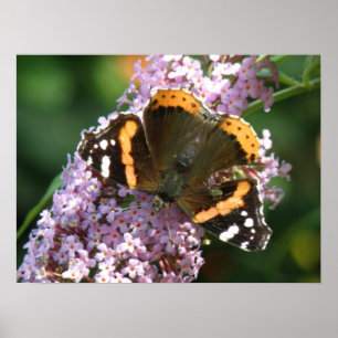 Borboleta-Almirante Vermelha e Buddleia Poster