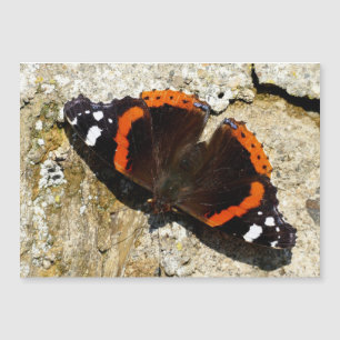Borboleta - Almirante Vermelho