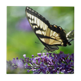 Borboleta Amarela e Preta sobre Lavanda