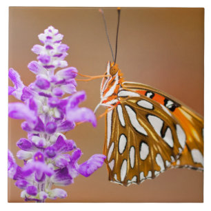 Borboleta Amigável do Golfo Laranja Brilhante