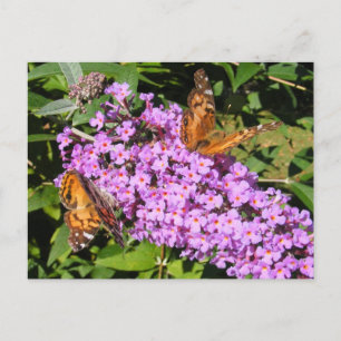 Borboleta Amigos ~ cartão postal