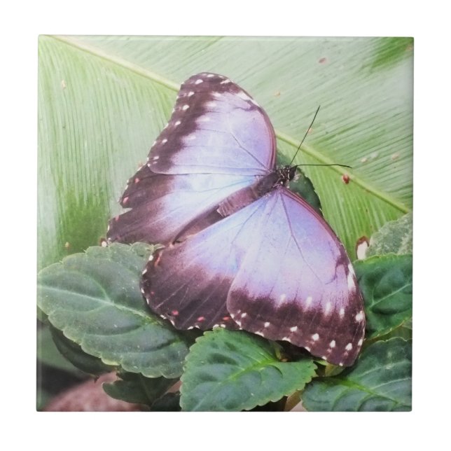 Borboleta azul (Frente)