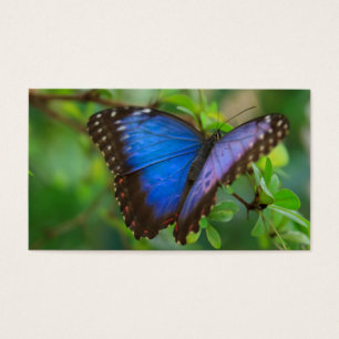 Borboleta azul