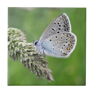 Borboleta azul comum na grama