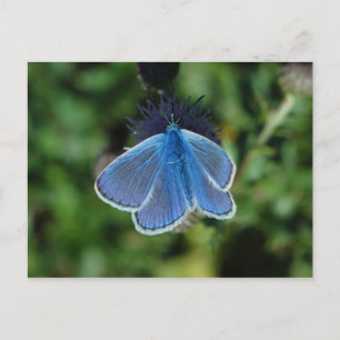 Borboleta Azul Comum neste cartão postal