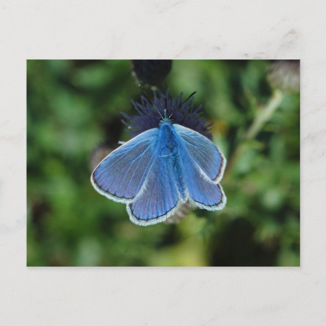Borboleta Azul Comum neste cartão postal (Frente)