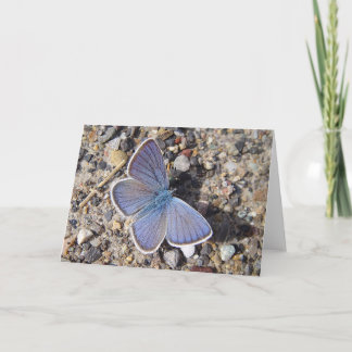 Borboleta azul de cartão comemorativo (Bläuling),