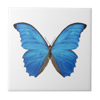 Borboleta azul de Morpho