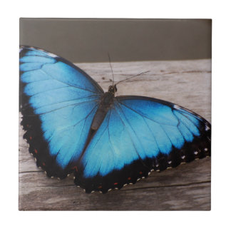 Borboleta azul de Morpho