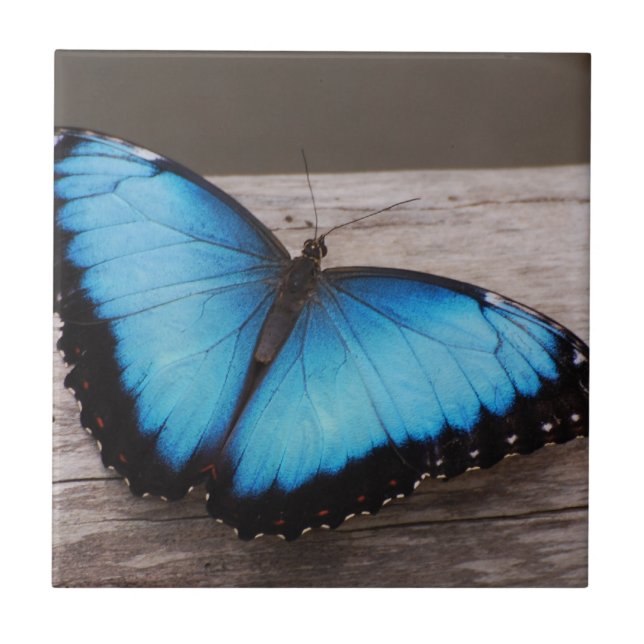 Borboleta azul de Morpho (Frente)