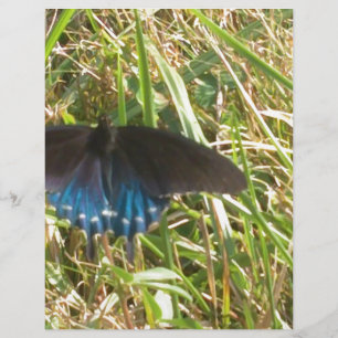 borboleta azul e negra