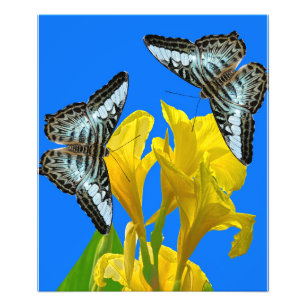 Borboleta azul-malaia de recorte Foto Alargamento