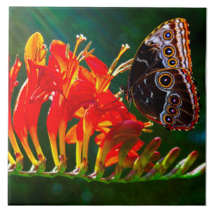 Borboleta azul-morfologia em flores de Crocosmia L