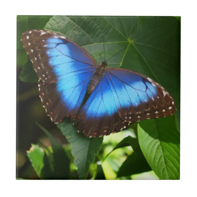 Borboleta Azul Morpho (Frente)