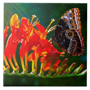 Borboleta azul morpho em flores de Crocosmia Lucif