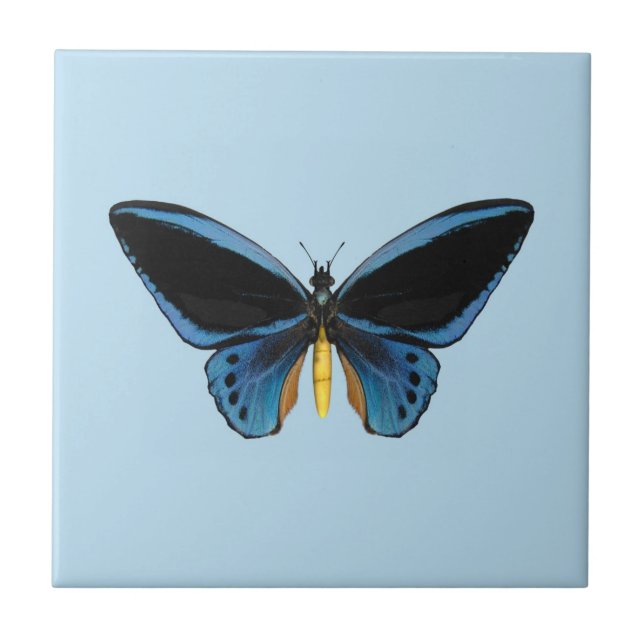 Borboleta Birdwing (Frente)