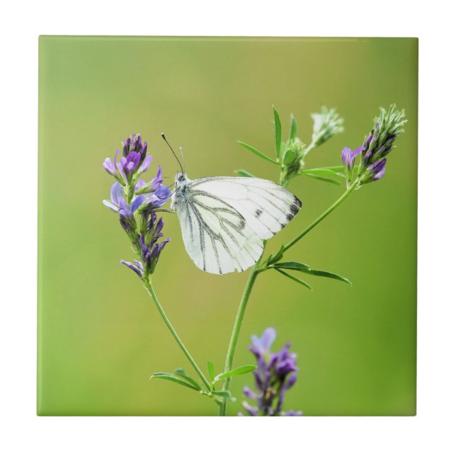 Borboleta Branca com Veias Verdes (Frente)