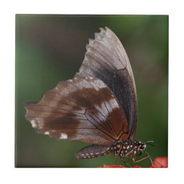 Borboleta Branca e Marrom em Flor Vermelha