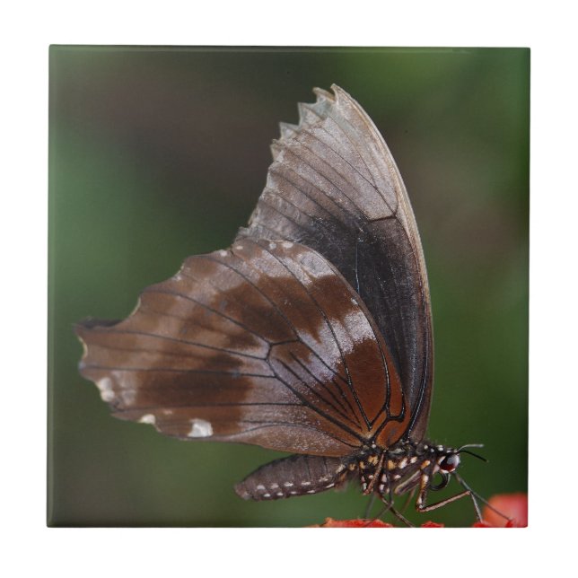 Borboleta Branca e Marrom em Flor Vermelha (Frente)