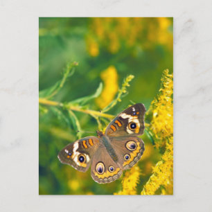borboleta buckeye no cartão postal missouri golden