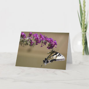 Borboleta, cartão