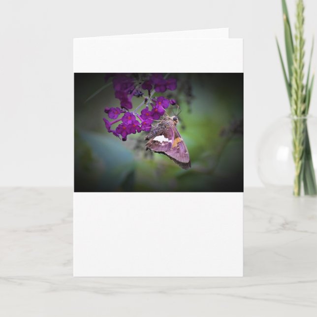 Borboleta, cartão (Frente)
