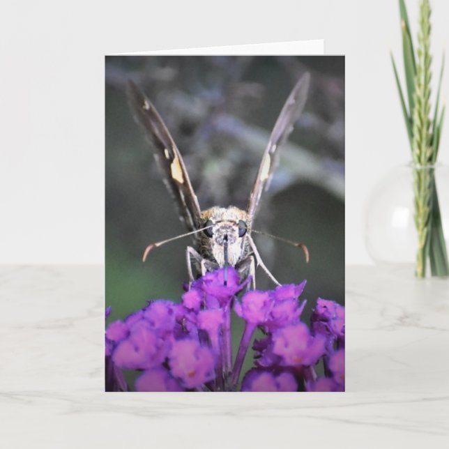 Borboleta, cartão (Frente)