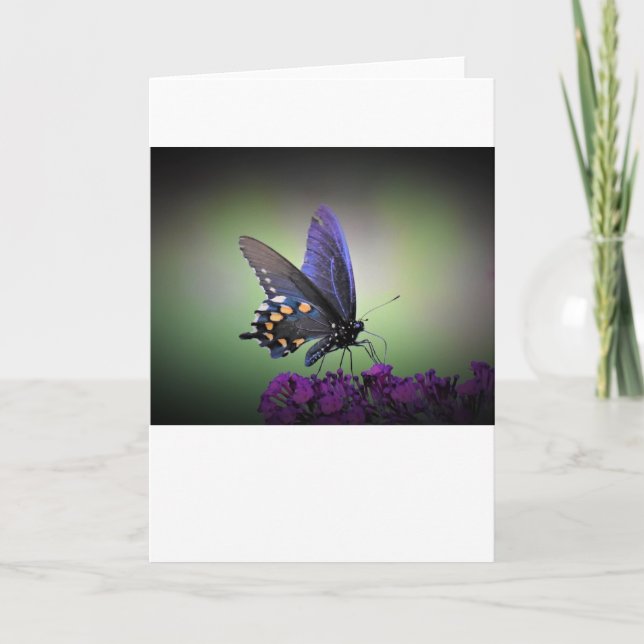 Borboleta, cartão (Frente)