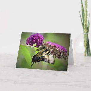 Borboleta, cartão