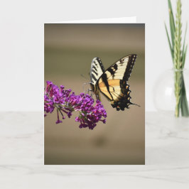 Borboleta, cartão