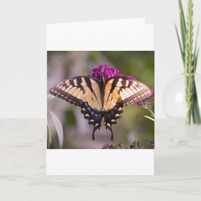 Borboleta, cartão (Frente)