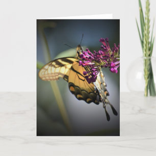 Borboleta, cartão