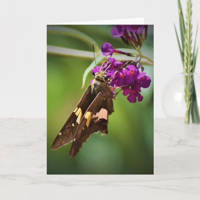 Borboleta, cartão (Frente)